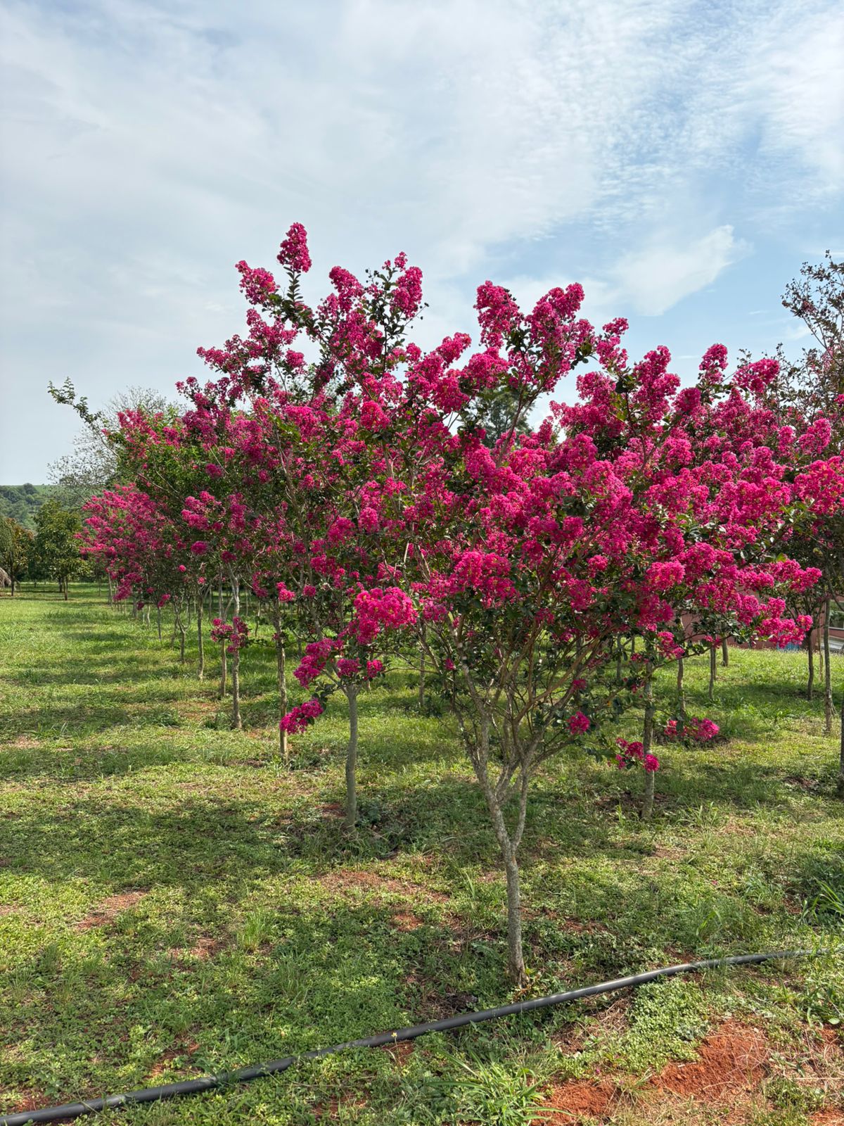 WhatsApp Image 2026-01-14 at 11.06.47 (4).jpeg