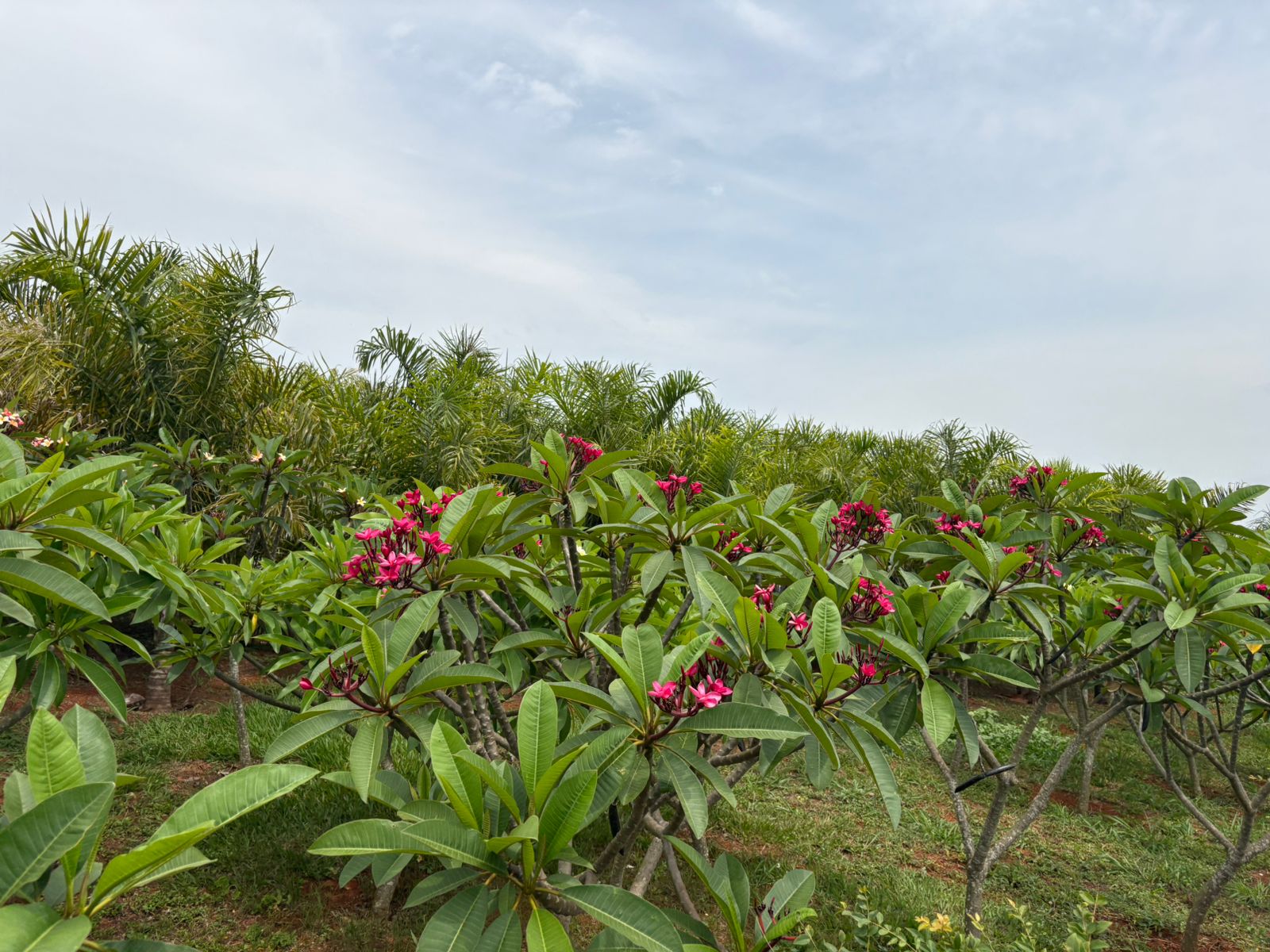 WhatsApp Image 2026-01-14 at 11.06.46.jpeg