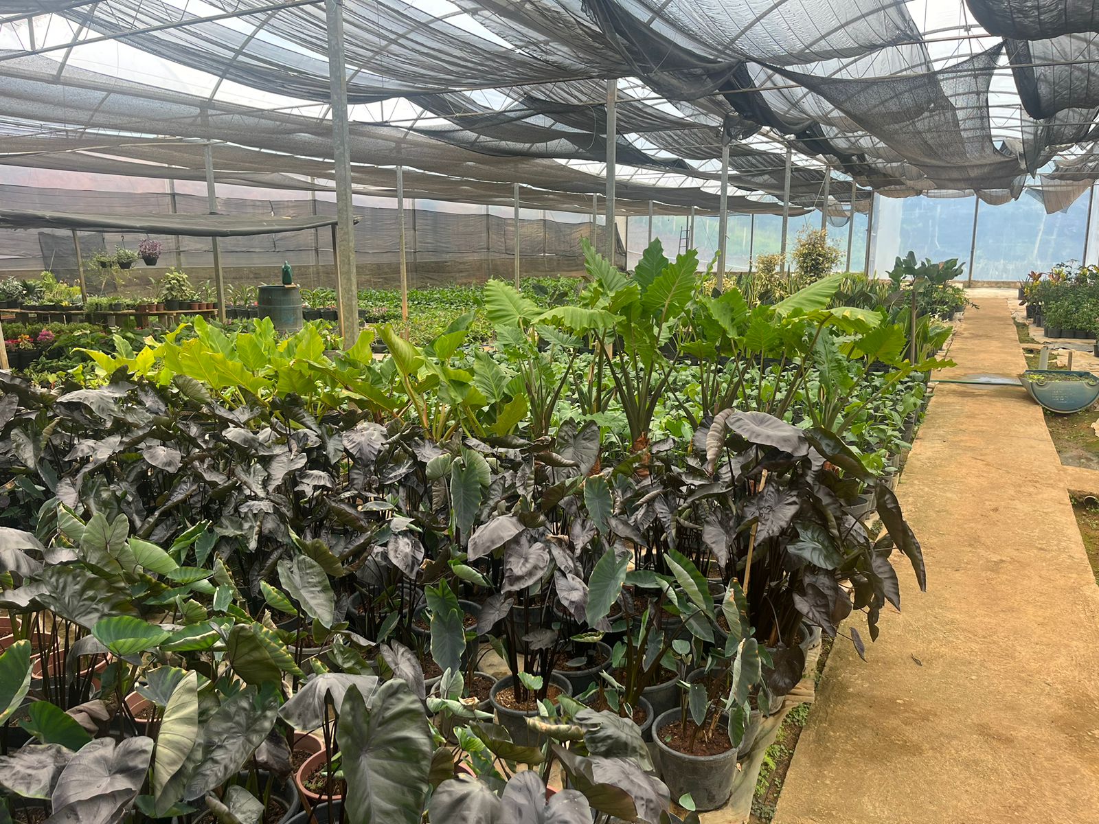 WhatsApp Image 2024-02-05 at 17.28.33.jpeg