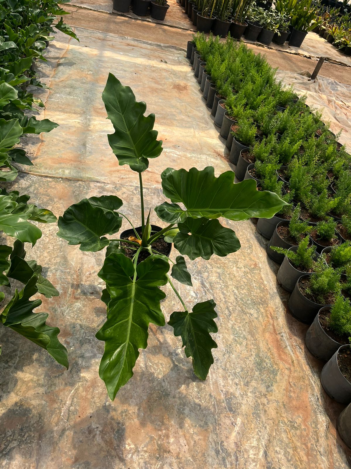 WhatsApp Image 2024-02-05 at 17.28.34.jpeg